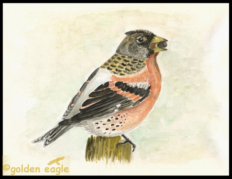 Acquerelli - Golden eagle